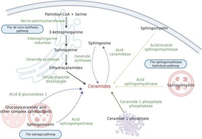 Ceramide in cerebrovascular diseases